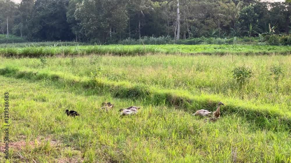 ducks foraging in the rice fields ducks foraging in the rice fields