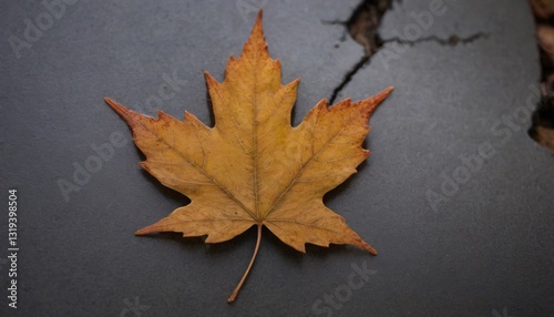 Macro Photography of Biodegrading Maple Leaves, Mycelium Networks, and Seasonal Nutrient Cycling in Temperate Woodlands photo