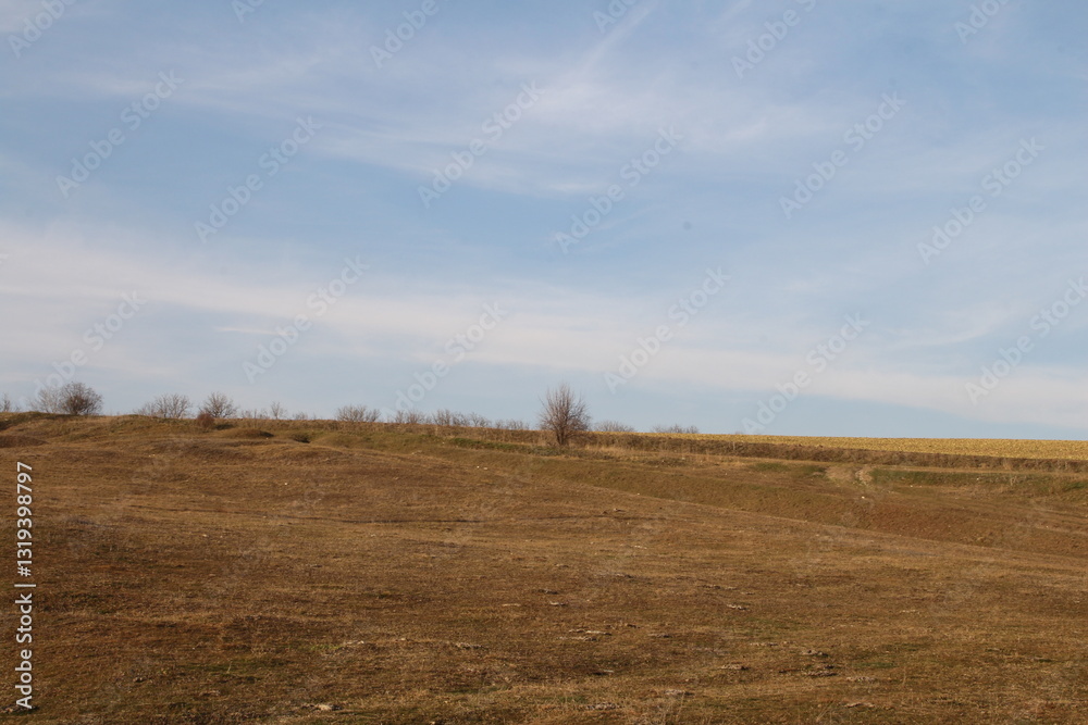 Obraz premium A field with a few trees