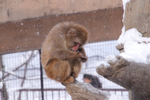 Photography sleeping monkey in the snow