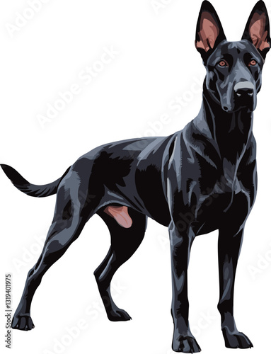 Belgian Malinois dog vector illustration white background