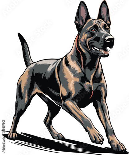 Belgian Malinois dog vector illustration white background