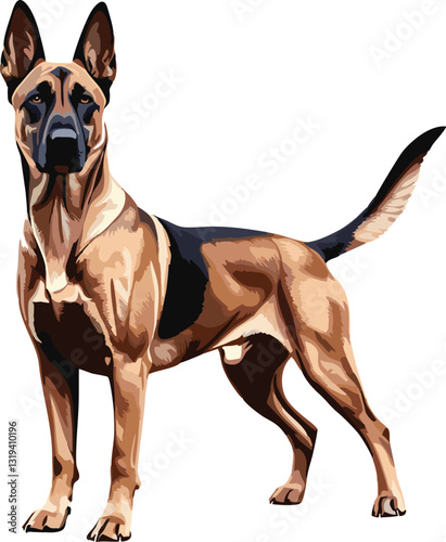 Belgian Malinois dog vector illustration white background