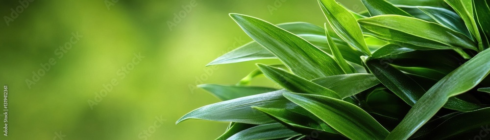 Obraz premium A green leafy plant with a few leaves on it