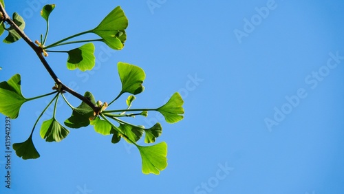 Green leaves of a gingo tree on a branch against a clear blue sky.