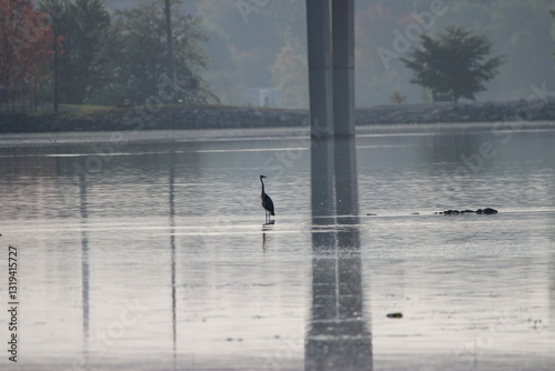 Great Blue Heron on the Fox River