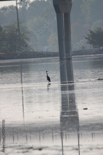 Great Blue Heron on the Fox River