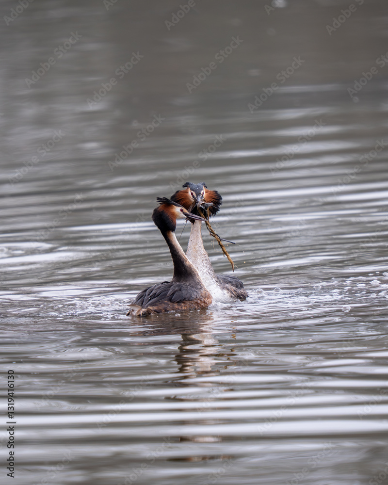 Great Crested Grebes Performing the Weed Dance Courtship Display