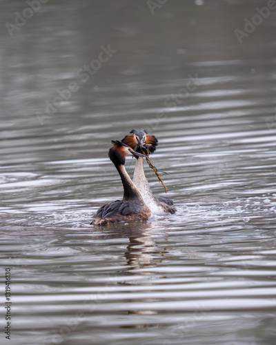 Obraz na płótnie Great Crested Grebes Performing the Weed Dance Courtship Display w salonie