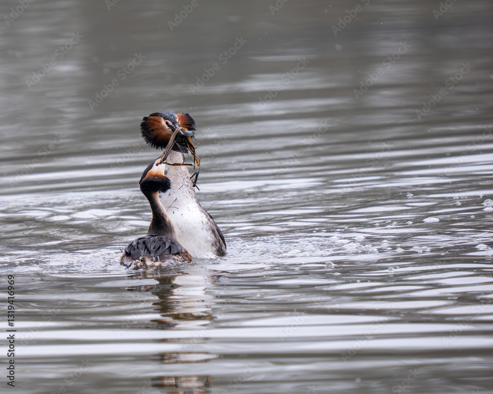 Great Crested Grebes Performing the Weed Dance Courtship Display