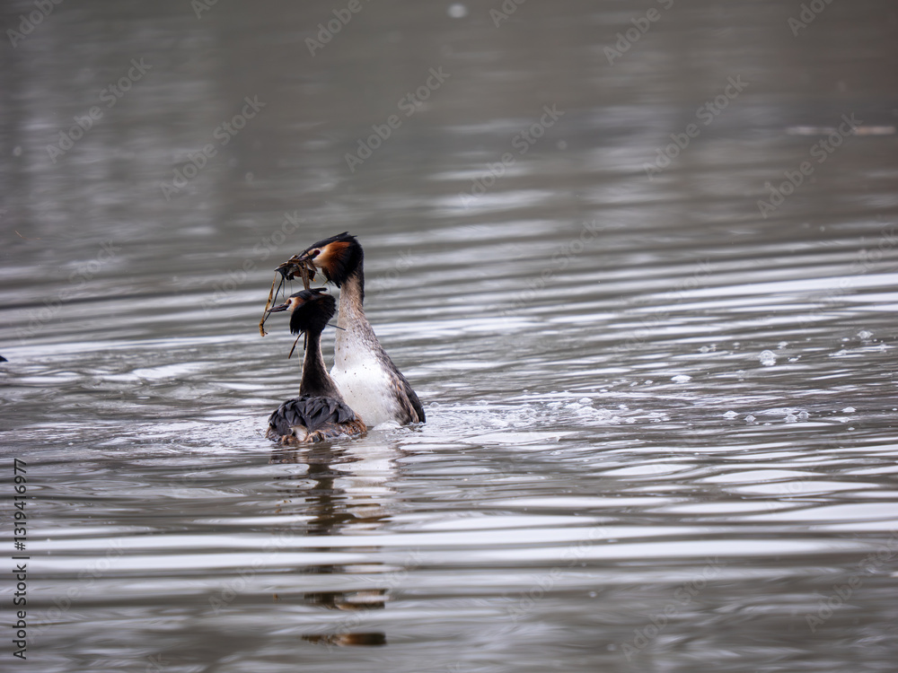 Great Crested Grebes Performing the Weed Dance Courtship Display