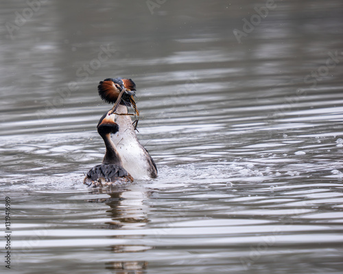 Obraz na płótnie Great Crested Grebes Performing the Weed Dance Courtship Display w salonie