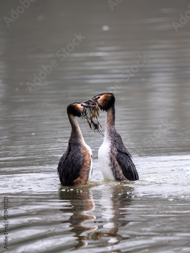Obraz na płótnie Great Crested Grebes Performing the Weed Dance Courtship Display w salonie
