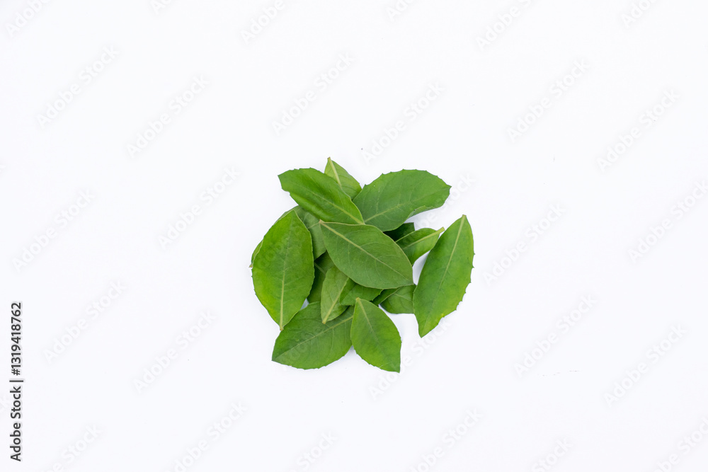 Fototapeta premium Beluntas leaves (Pluchea indica) on a white background
