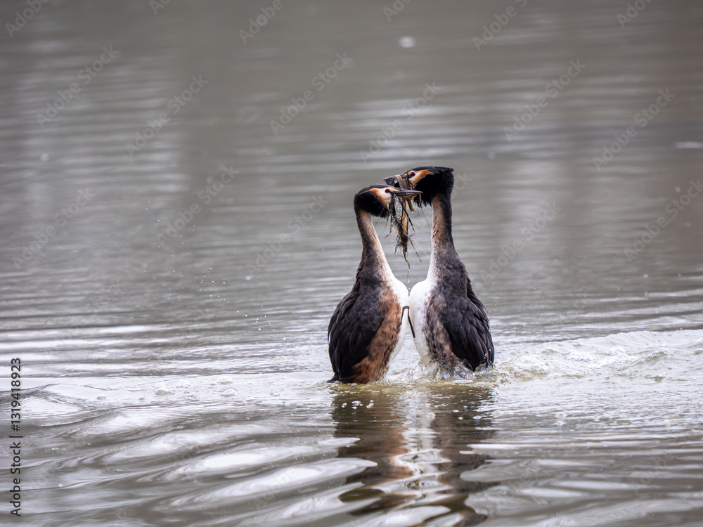 Great Crested Grebes Performing the Weed Dance Courtship Display
