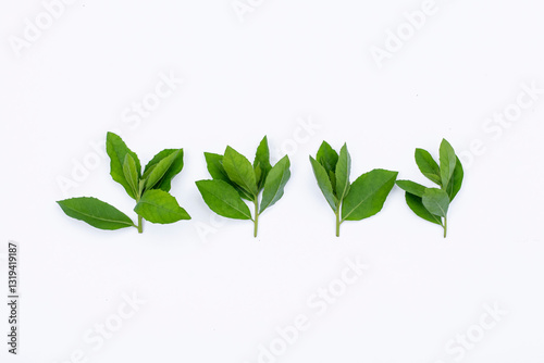 Beluntas leaves (Pluchea indica) on a white background photo