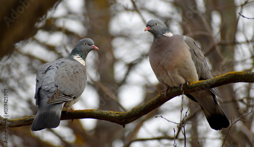Foto Wood pigeons