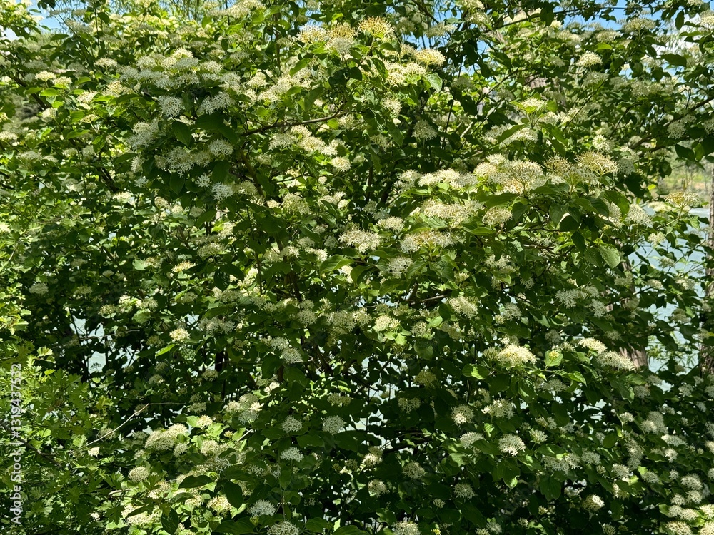 Viburnum prunifolium or known as blackhaw or black haw, blackhaw viburnum, sweet haw, and stag bush). Blooming white flowers background. Viburnum prunifolium or known as blackhaw or black haw, blackhaw viburnum, sweet haw, and stag bush). Blooming white flowers background.