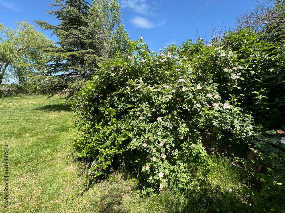 Fototapeta premium Dog Rose blossom (Rosa canina) on a green background. Rosa Canina thorny rosehip pink flowers on sapling branches in spring. Close-up. Rosehip, the dog rose, is a variable climbing, wild rose.