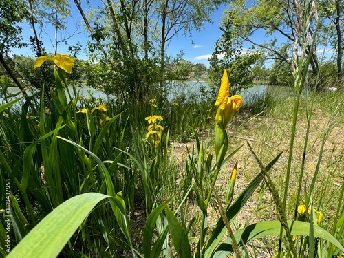 Marsh iris, Iris pseudacorus, is an aquatic and medicinal plant with yellow flowers. Iris pseudacorus, the yellow flag, yellow iris, or water flag, is a flowering plant in the family Iridaceae.
 photo