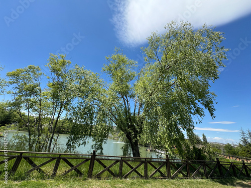 Selective focus green leaves of pendulous branchlets in spring, Salix babylonica plant in the park, Weeping willow (Treurwilg) is a species of willow native to dry areas, Greenery nature background.
 photo