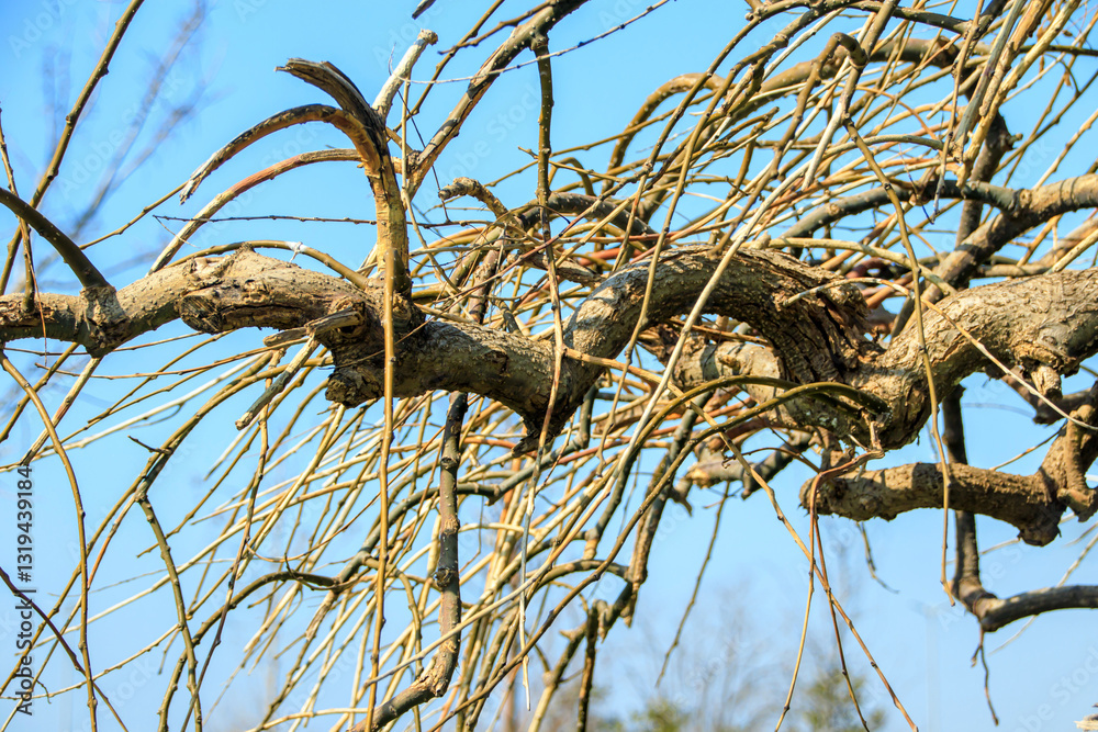 Obraz premium bare tree branches and sky