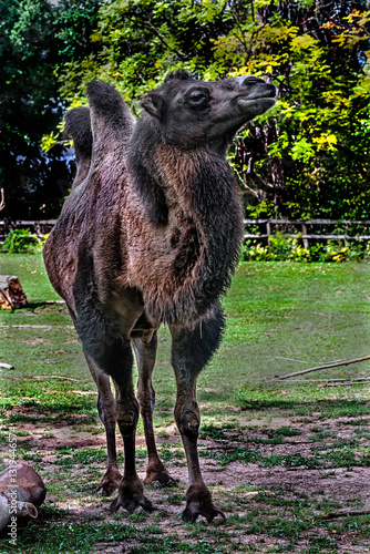 Obraz na płótnie Bactrian camel on the lawn. atin name - czmelus bactrianus w salonie