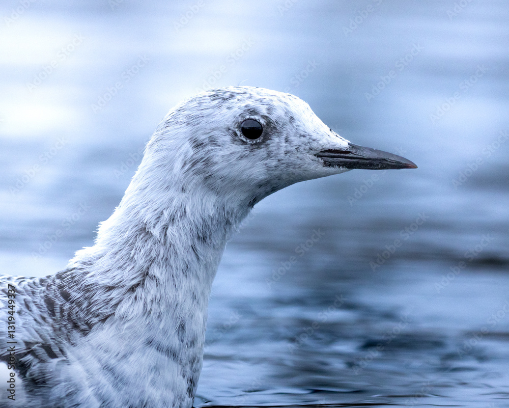 Black guillemot closeup in winter plumage on Svalbard