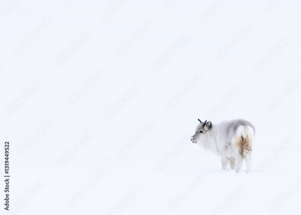 Fototapeta premium Svalbard reindeer in winter environment