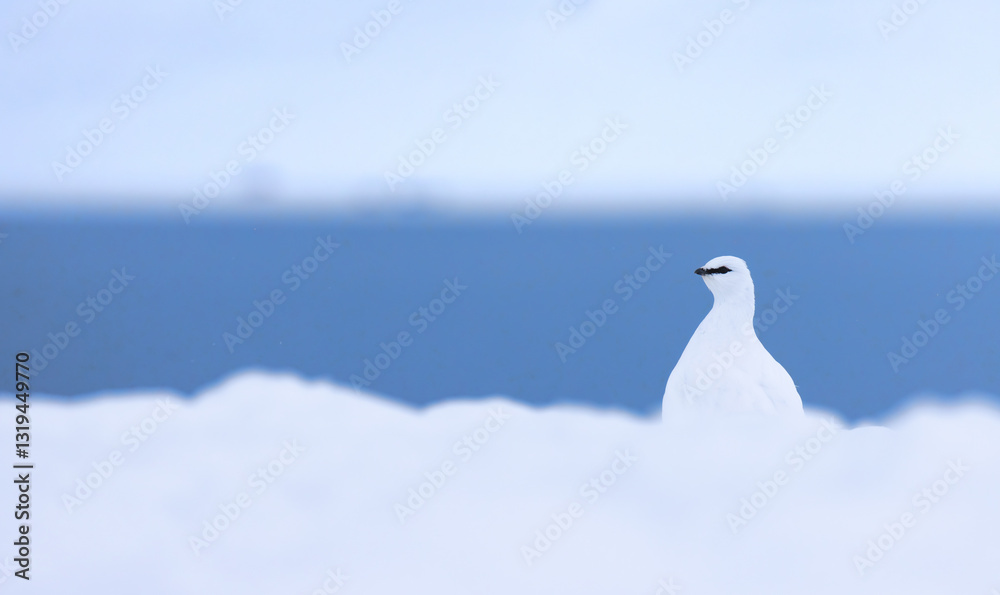 Svalbard ptarmigan (Lagopus muta hyperborea) in front of the ocean in Longyearbyen, Svalbard Svalbard ptarmigan (Lagopus muta hyperborea) in front of the ocean in Longyearbyen, Svalbard
