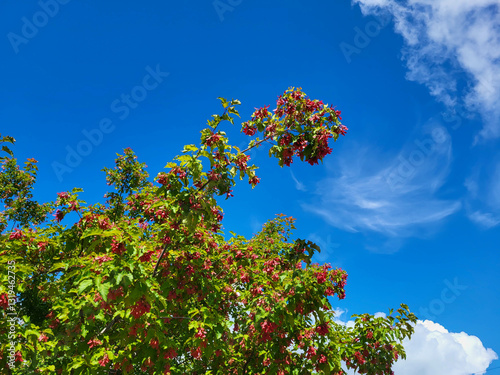 Red Tatar maple on a blue sky background.
