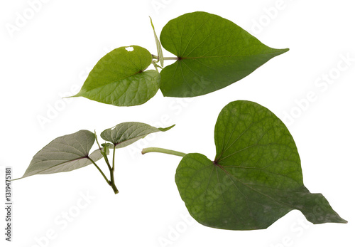 Green Sweet Potato Leaves Isolated on White Background
