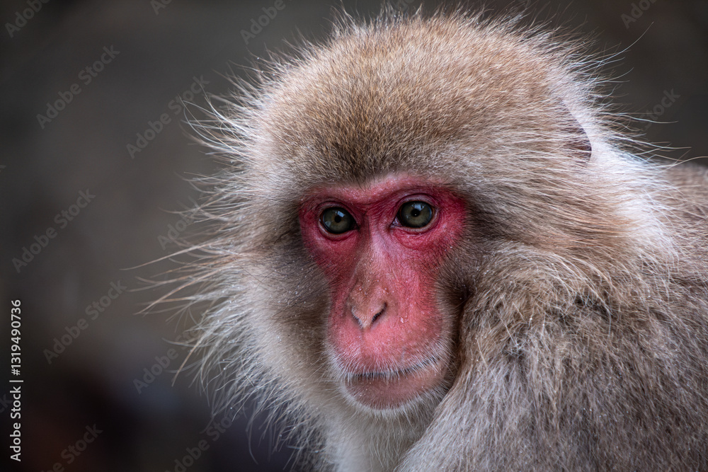 Close-up portrait of snow monkey, Nagano, Chubu, Japan Close-up portrait of snow monkey, Nagano, Chubu, Japan
