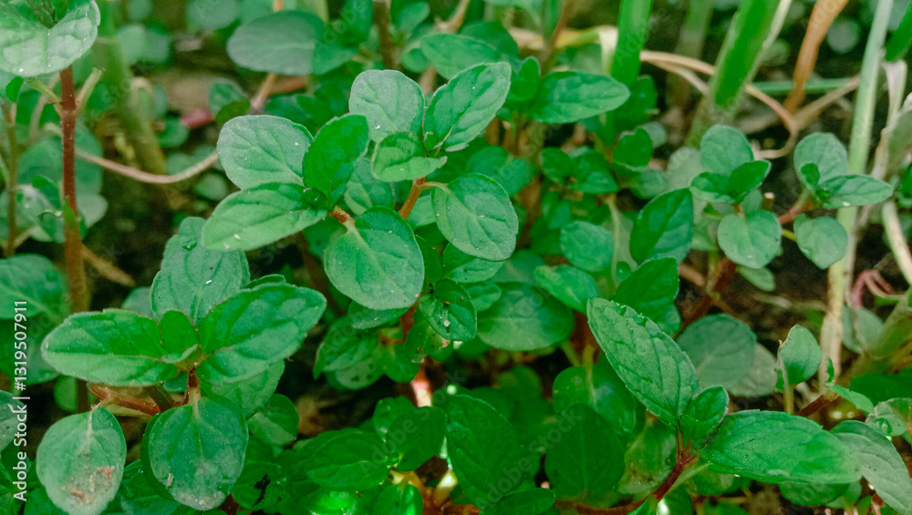Close-Up Image of Fresh Green Mint Leaves in a Garden Close-Up Image of Fresh Green Mint Leaves in a Garden