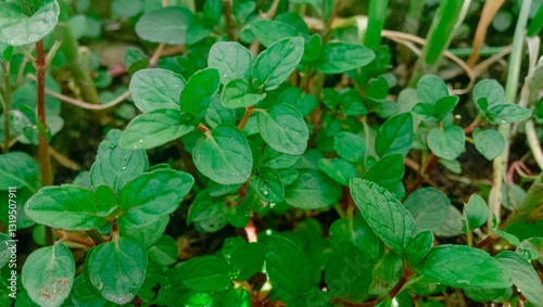 Wallpaper Mural Close-Up Image of Fresh Green Mint Leaves in a Garden Torontodigital.ca