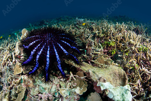 Fototapeta Naklejka Na Ścianę i Meble -  Crown of thorns starfish on fine branched coral reef at Racha Island, a popular dive site in Phuket, Thailand. Underwater marine life behavior