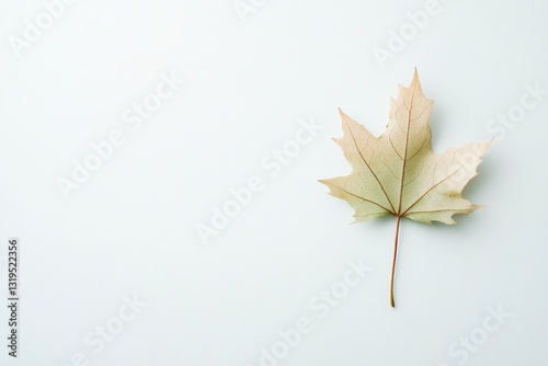 single leaf on plain white background represents essence of minimalism with expansive copy space
