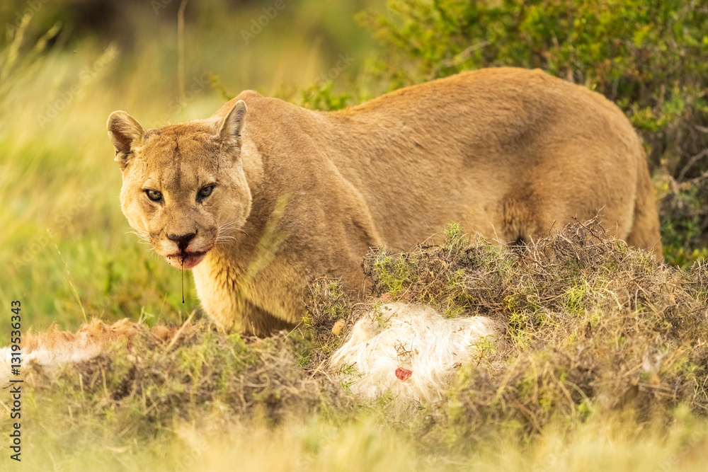 Naklejka premium Puma family, male, female and cub living in Chilean Patagonia.