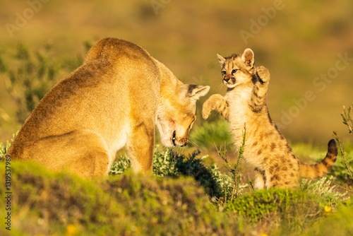 Puma family, male, female and cub living in Chilean Patagonia.