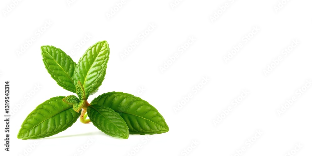 Fresh Mint Leaf on a White Background with Copy Space Fresh Mint Leaf on a White Background with Copy Space