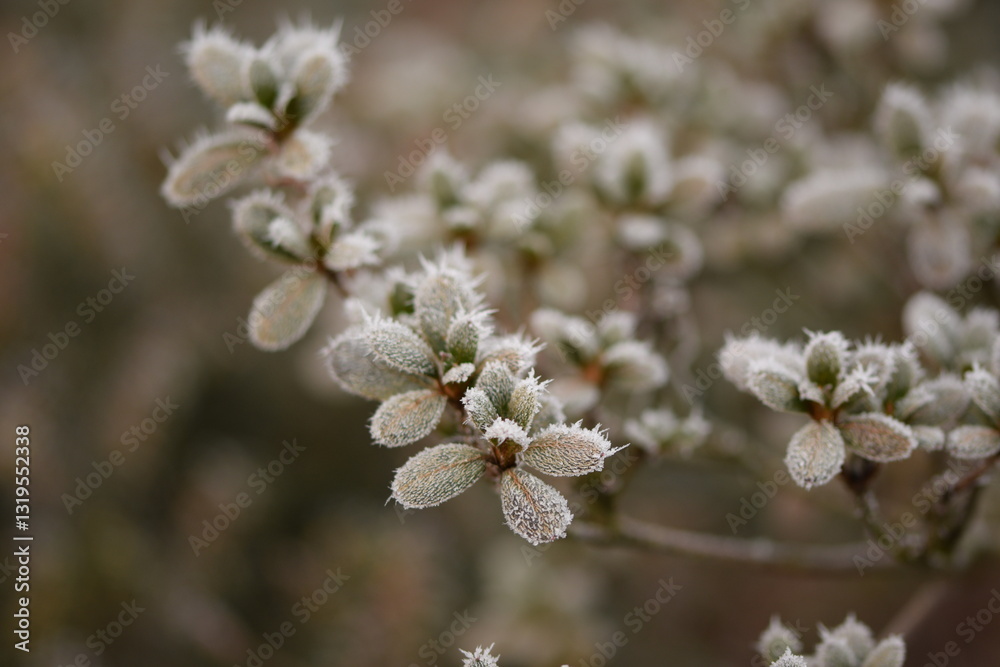Hoarfrosted azalea plants in winter garden, bokeh garden background, selective focus. Hoarfrosted azalea plants in winter garden, bokeh garden background, selective focus.