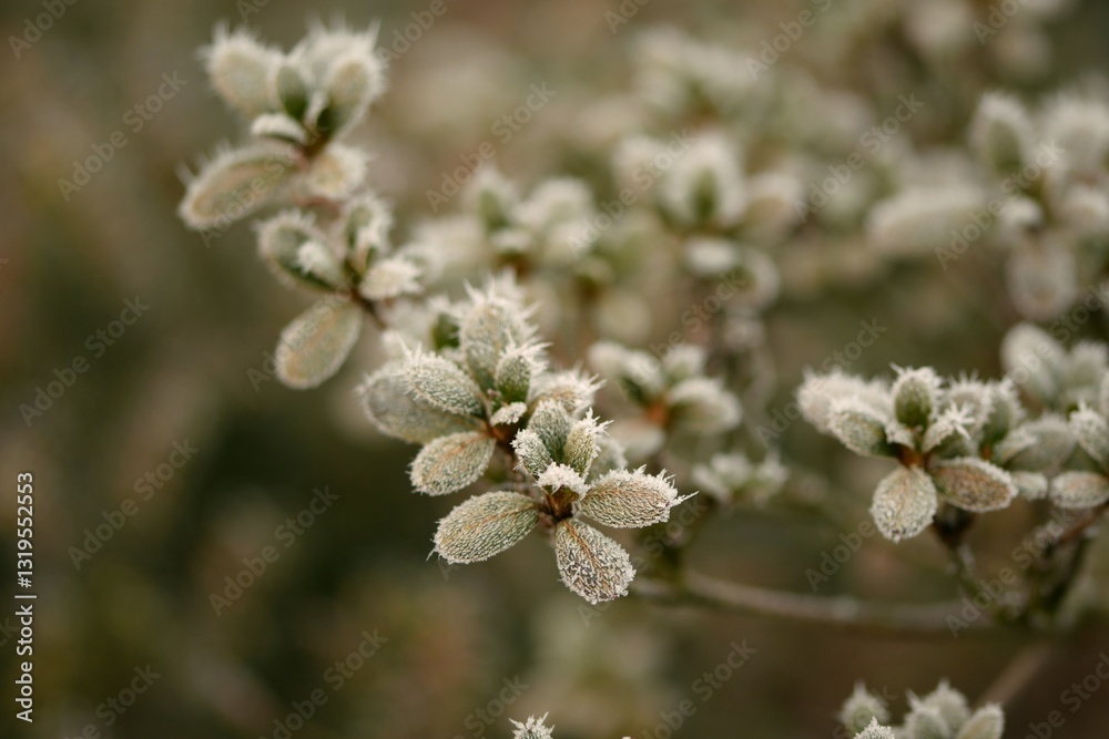 Hoarfrosted azalea plants in winter garden, bokeh garden background, selective focus.