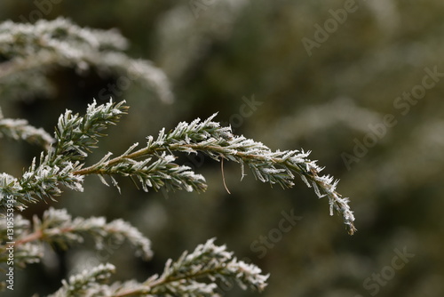 Juniper branches hoarfrosted, rime , natural winter background space for text, selective focus, bokeh,  background.