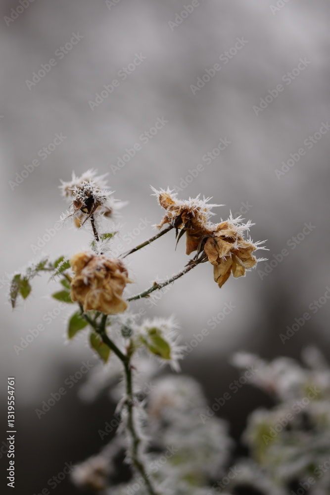 Hoarfrosted roses plants in winter garden, selective focus, bokeh background. Hoarfrosted roses plants in winter garden, selective focus, bokeh background.