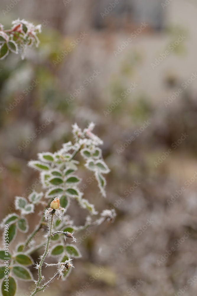 Hoarfrosted roses plants in winter garden, selective focus, bokeh background. Hoarfrosted roses plants in winter garden, selective focus, bokeh background.