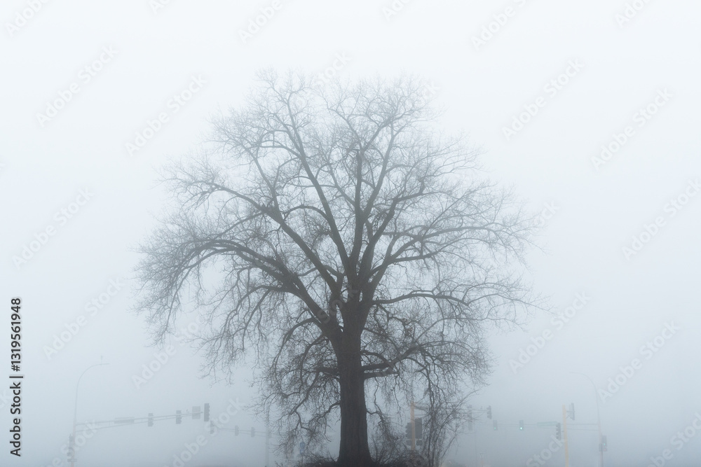 custom made wallpaper toronto digitalHaunted old tree looms out of the fog on a gloomy fall day.
