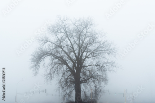 Wallpaper Mural Haunted old tree looms out of the fog on a gloomy fall day. Torontodigital.ca