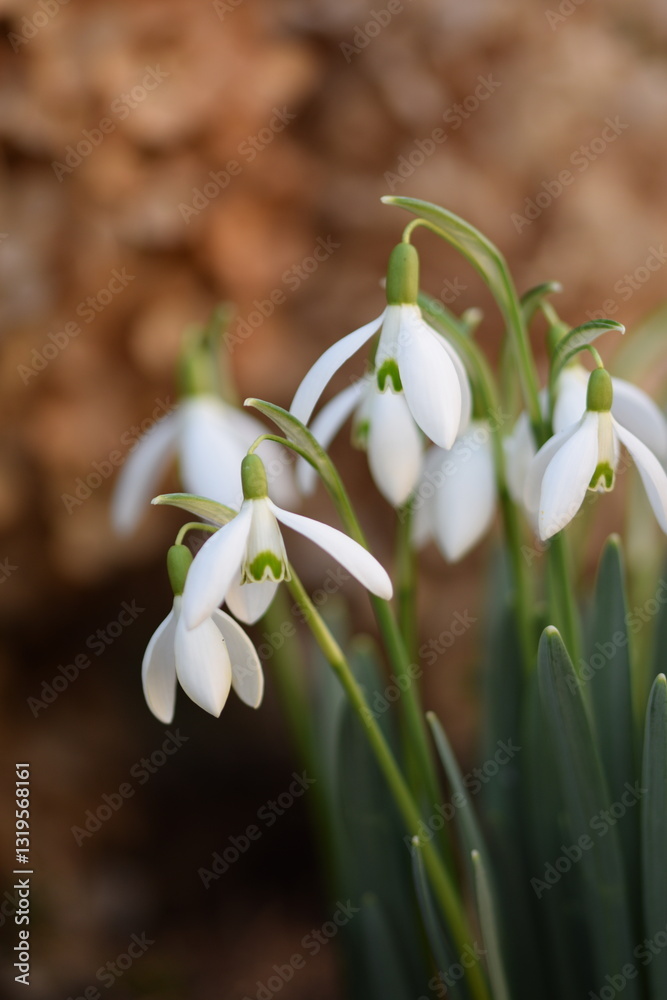 Snowdrops flowers on bokeh garden background with shiny bokeh lights. Snowdrops closeup vertical. Early spring flowers. Snowdrops flowers on bokeh garden background with shiny bokeh lights. Snowdrops closeup vertical. Early spring flowers.