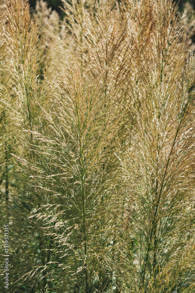 Fototapeta premium Nature summer background with ornamental grass