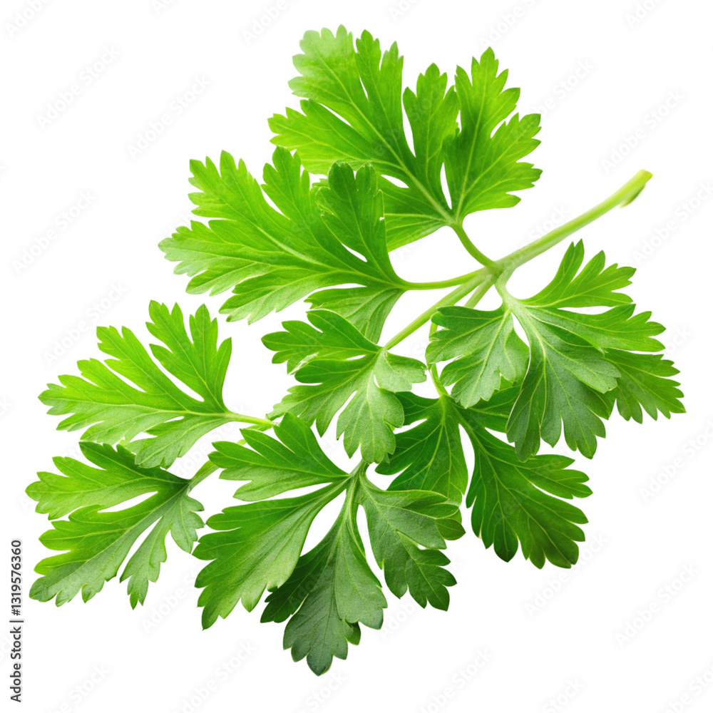 Fototapeta premium parsley isolated on white background
